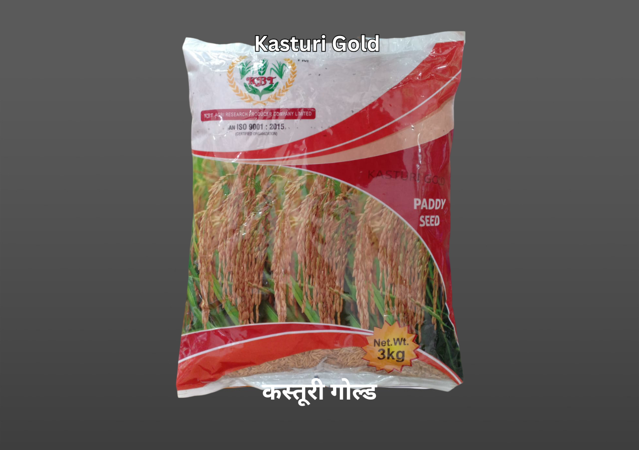 KASTURI GOLD (कस्तूरी गोल्ड) Paddy Seeds 3Kg - KBT Agri Research